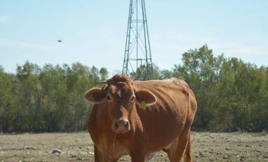 Terreno en venta en San Carlos Tamaulipas