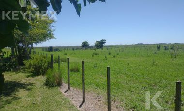 Campo Mixto - Agrícola - Ganadero - Chascomús
