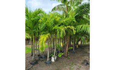Se vende casa con plantación, Nueva Gorgona, Chame