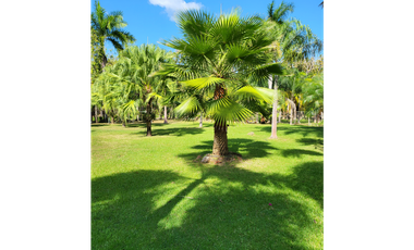 Se vende casa con plantación, Nueva Gorgona, Chame
