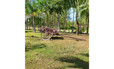 Se vende casa con plantación, Nueva Gorgona, Chame