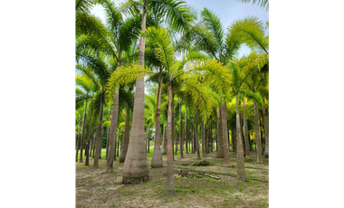 Se vende casa con plantación, Nueva Gorgona, Chame