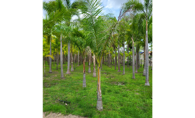 Se vende casa con plantación, Nueva Gorgona, Chame