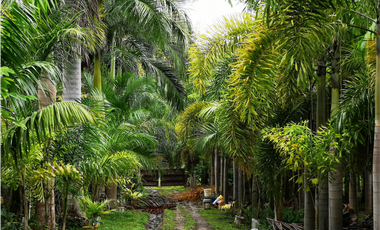 Se vende casa con plantación, Nueva Gorgona, Chame