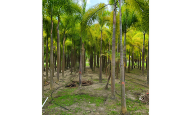 Se vende casa con plantación, Nueva Gorgona, Chame