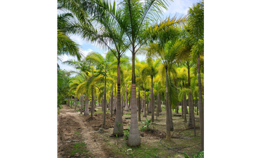 Se vende casa con plantación, Nueva Gorgona, Chame