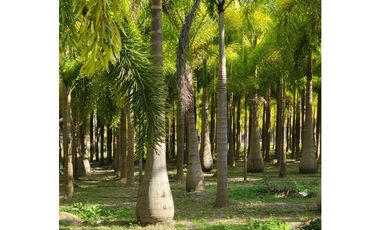 Se vende casa con plantación, Nueva Gorgona, Chame