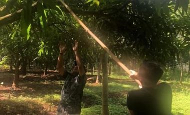 tanah perkebunan mangga gincu durajaya cirebon