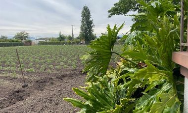 VENDE HERMOSA CASA RAUCO (CURICO)