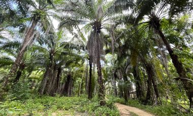 8-rai palm plantation with natural scenery view of land for sale in Laem Hin, Phang Nga