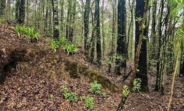BONITO TERRENO EN MINERAL DEL CHICO CARBONERAS