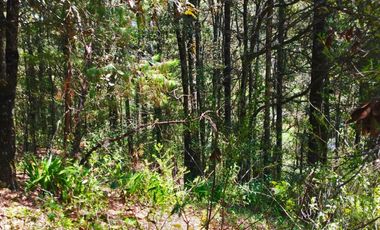 BONITO TERRENO EN MINERAL DEL CHICO CARBONERAS
