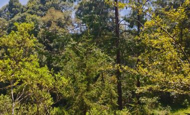 BONITO TERRENO EN MINERAL DEL CHICO CARBONERAS