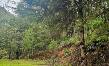 BONITO TERRENO EN MINERAL DEL CHICO CARBONERAS