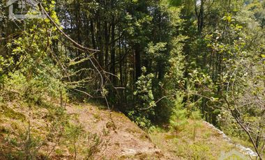BONITO TERRENO EN MINERAL DEL CHICO CARBONERAS