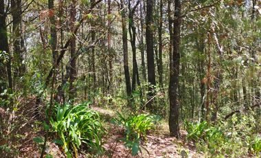 BONITO TERRENO EN MINERAL DEL CHICO CARBONERAS