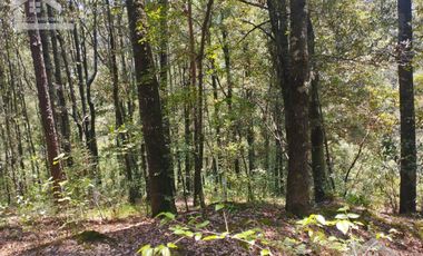 BONITO TERRENO EN MINERAL DEL CHICO CARBONERAS