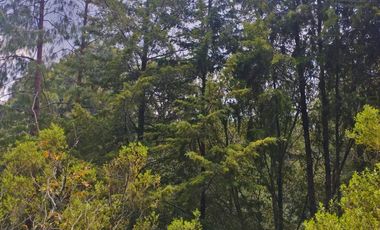 BONITO TERRENO EN MINERAL DEL CHICO CARBONERAS