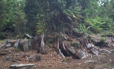 PARCELA, ALERCES DE LAUCA, PUERTO MONTT