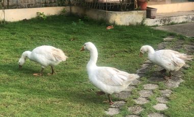 VENTA de Hacienda, quinta, campo sector Progreso