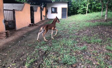 VENTA de Hacienda, quinta, campo sector Progreso
