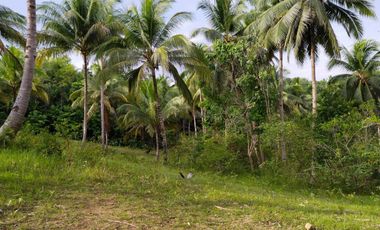 Lot for sale with coconut and mango trees at Esperanza Aloguinsan Cebu Philippines 150/sqm