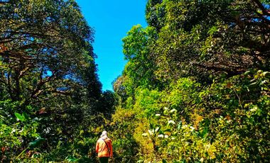 19,597 sqm mango farm with fruit bearing trees for sale in Sibunag, Guimaras