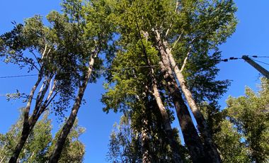 Z O N A S U R . C L 3 parcelas 7 km desde Licán Ray a  Coñaripe.