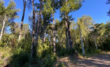 Z O N A S U R . C L 3 parcelas 7 km desde Licán Ray a  Coñaripe.