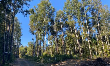 Z O N A S U R . C L 3 parcelas 7 km desde Licán Ray a  Coñaripe.