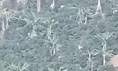 Venta Finca Ganadera y Agrícola en San Roque Antioquia