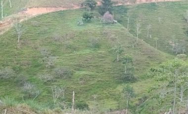 Venta Finca Ganadera y Agrícola en San Roque Antioquia