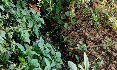 Se Vende de terreno de 2,500 m2 en la colonia los Pinos, de Jiutepec, Mor.