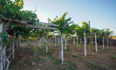 TERRENO PRODUCTIVO EN VENTA, SECTOR TAMBILLOS, COQUIMBO