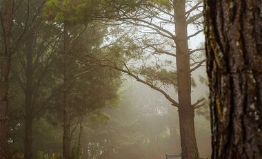 LOTE 604. RODEADO DE NATURALEZA. PROYECTO AVELLANEDA