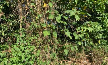 RESIDENTIAL LOT FOR SALE IN DUMAGUETE CITY ID 14885