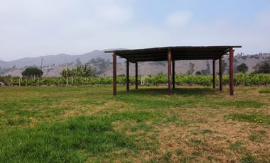 ¡Oportunidad única! Terreno agrícola en venta con producción de pisco en el Valle de Azpitia