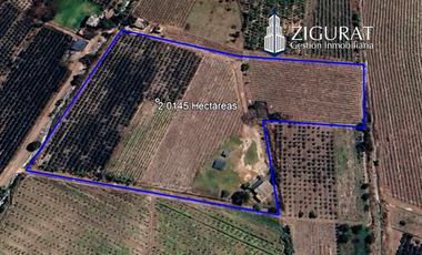 ¡Oportunidad única! Terreno agrícola en venta con producción de pisco en el Valle de Azpitia