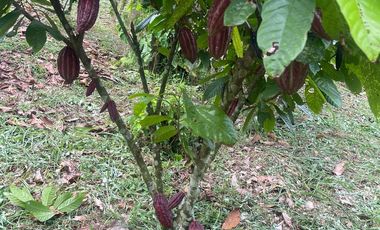 Venta finca en Puerto Quito 25 hectareas