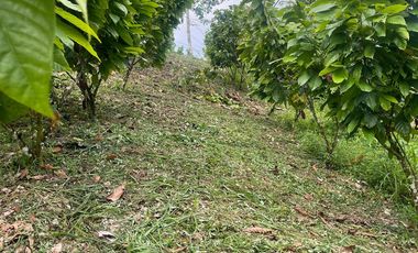 Venta finca en Puerto Quito 25 hectareas