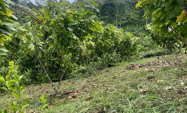 Venta finca en Puerto Quito 25 hectareas