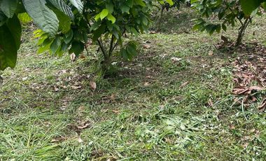 Venta finca en Puerto Quito 25 hectareas