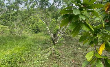 Venta finca en Puerto Quito 25 hectareas