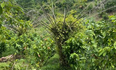 Venta finca en Puerto Quito 25 hectareas
