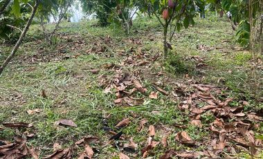 Venta finca en Puerto Quito 25 hectareas