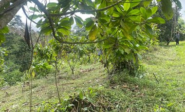 Venta finca en Puerto Quito 25 hectareas