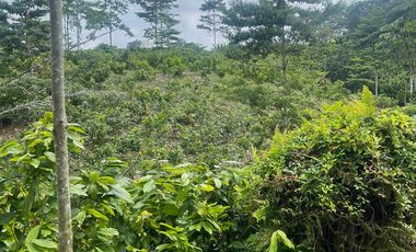 Venta finca en Puerto Quito 25 hectareas