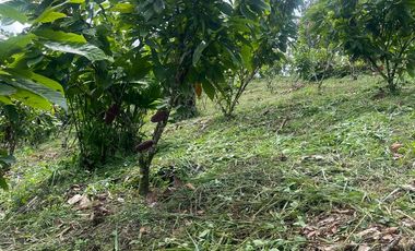 Venta finca en Puerto Quito 25 hectareas