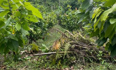 Venta finca en Puerto Quito 25 hectareas