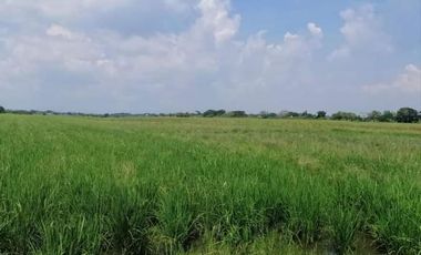 2.7Hectares Agricultural Lot for Sale in Calumpit, Bulacan